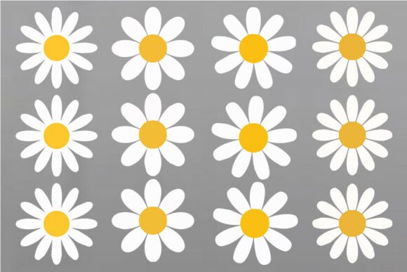 Twelve white daisies with yellow centers on a gray background.